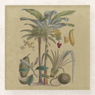 Palm Antique Tropical Fruit Botanical Art Glass Coaster