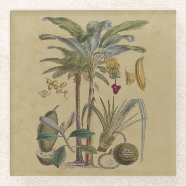 Palm Antique Tropical Fruit Botanical Art Glass Coaster (Front)