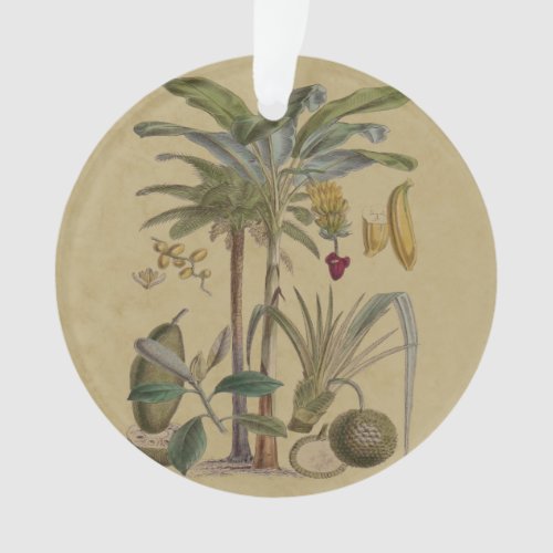 Palm Antique Tropical Fruit Botanical Art Ornament