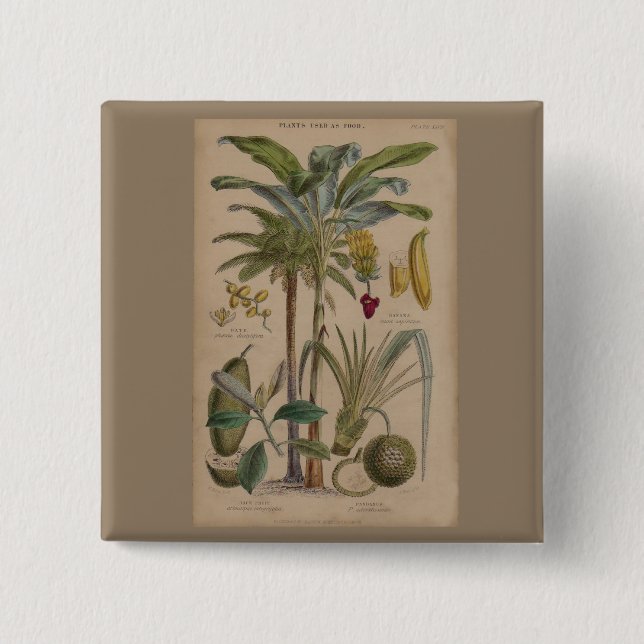 Palm Antique Tropical Fruit Botanical Art Pinback Button (Front)