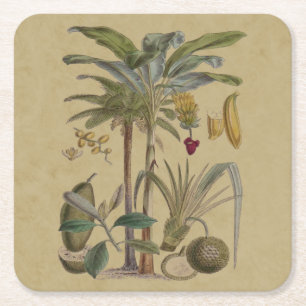 Palm Antique Tropical Fruit Botanical Art Square Paper Coaster