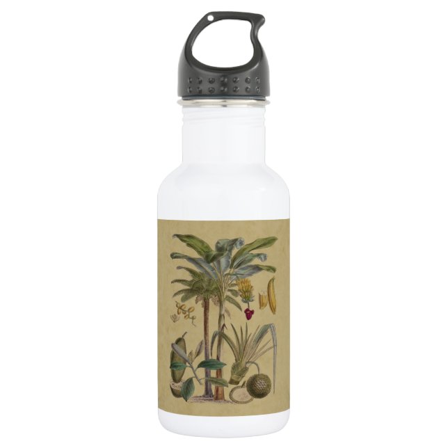 Palm Antique Tropical Fruit Botanical Art Stainless Steel Water Bottle (Front)