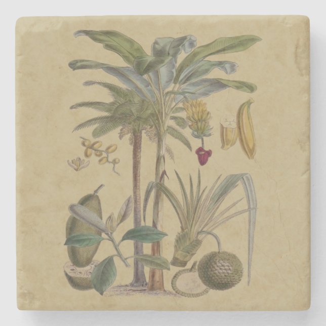 Palm Antique Tropical Fruit Botanical Art Stone Coaster (Front)