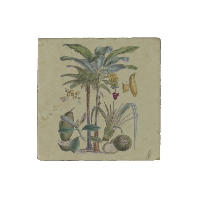 Palm Antique Tropical Fruit Botanical Art Stone Magnet (Fourth Magnet)