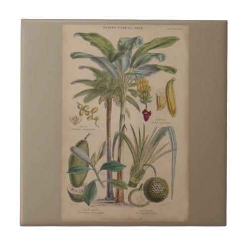 Palm Antique Tropical Fruit Botanical Art Tile
