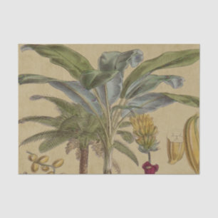 Palm Antique Tropical Fruit Botanical Art Tissue Paper