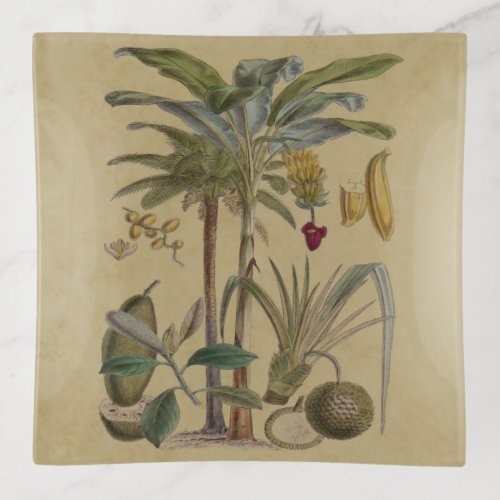 Palm Antique Tropical Fruit Botanical Art Trinket Tray