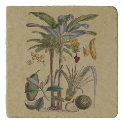 Palm Antique Tropical Fruit Botanical Art Trivet