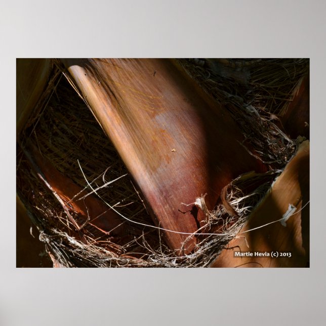 Palm Bark Poster (Front)