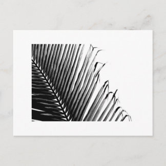Palm, Black and White Postcard
