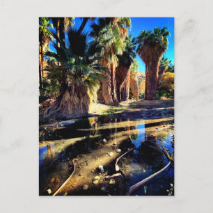 Palm Canyon California Postcard