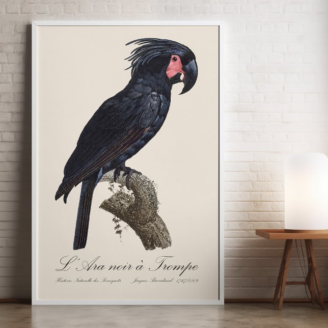 Palm Cockatoo, Probosciger aterrimus parrot, retro Photo Print (L' Ara Noir a Trompe / Palm Cockatoo. Photo Print)