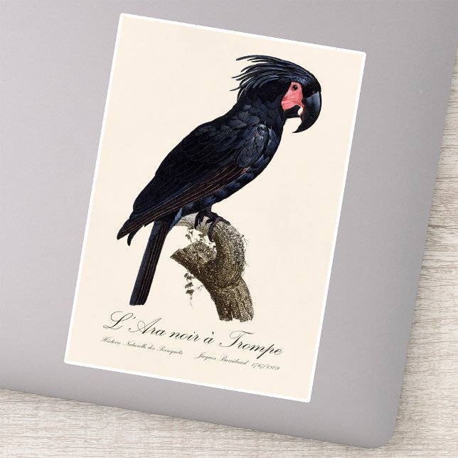 Palm Cockatoo, Probosciger aterrimus parrot, retro Sticker (L' Ara Noir a Trompe / Palm Cockatoo. Sticker)