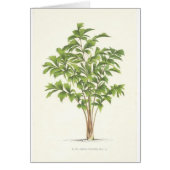 Palm collection - Drawing I (Front)