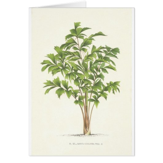 Palm collection - Drawing I (Front)