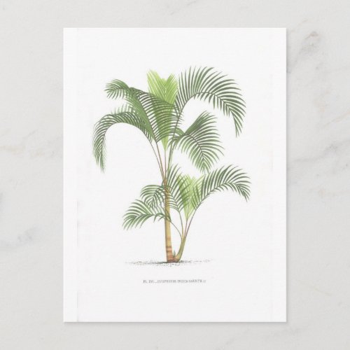 Palm collection _ Drawing II Postcard