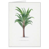 Palm collection - Drawing III (Front)