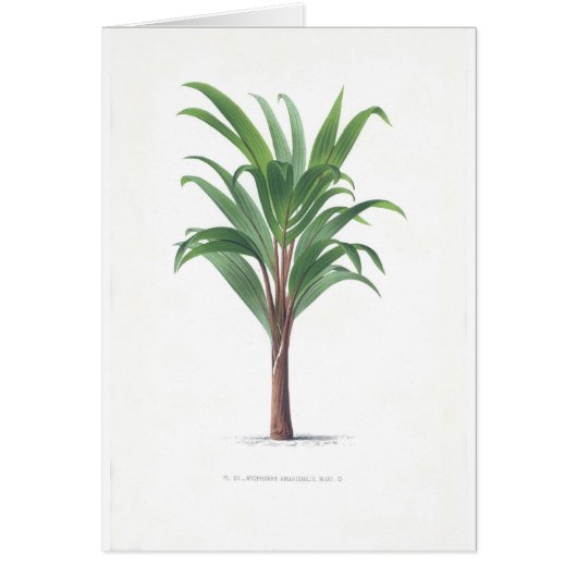 Palm collection - Drawing III Cards (Front)