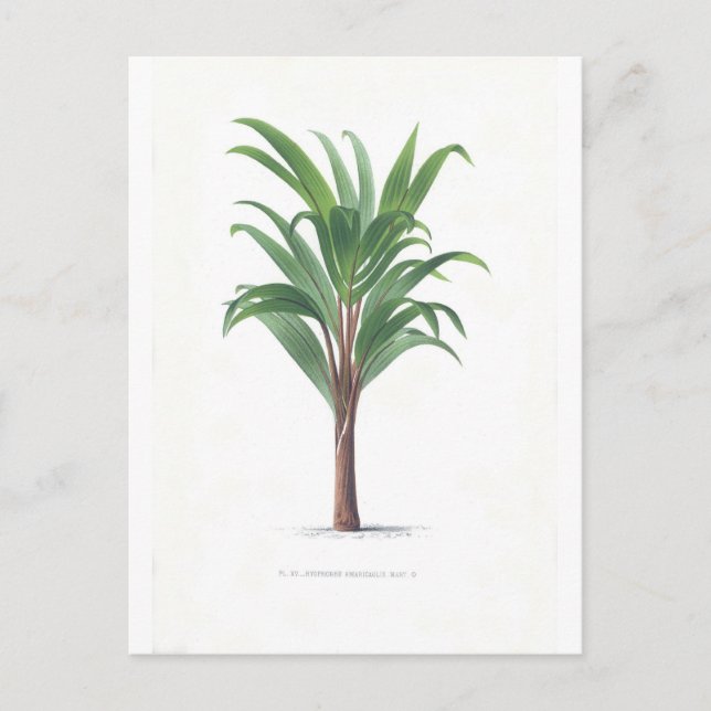 Palm collection - Drawing III Postcard (Front)