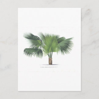 palm drawing VII Postcard