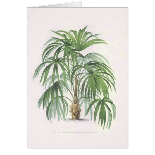 Palm drawings Collection Cards (Front)