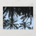 Palm Filled Sky Postcard at Zazzle