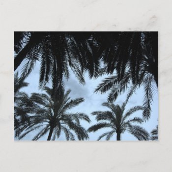 Palm Filled Sky Postcard by Mastershay at Zazzle