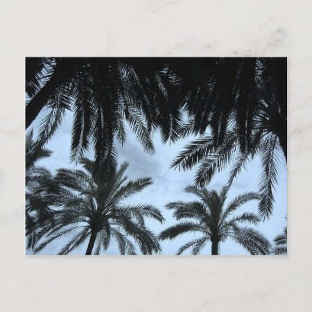 Palm Filled Sky Postcard