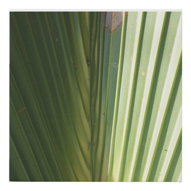 Palm Frond 1 Faux Canvas Print (Front)