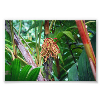 Palm Fruit in Hawaii Photo Print