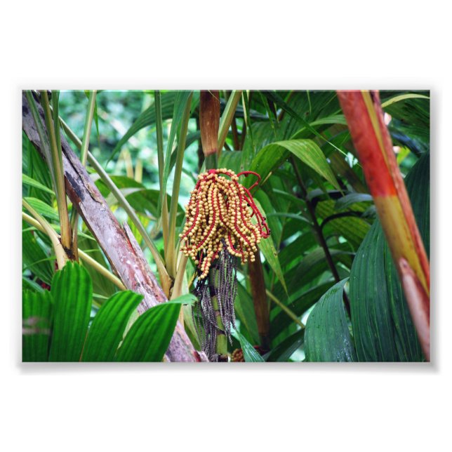 Palm Fruit in Hawaii Photo Print (Front)