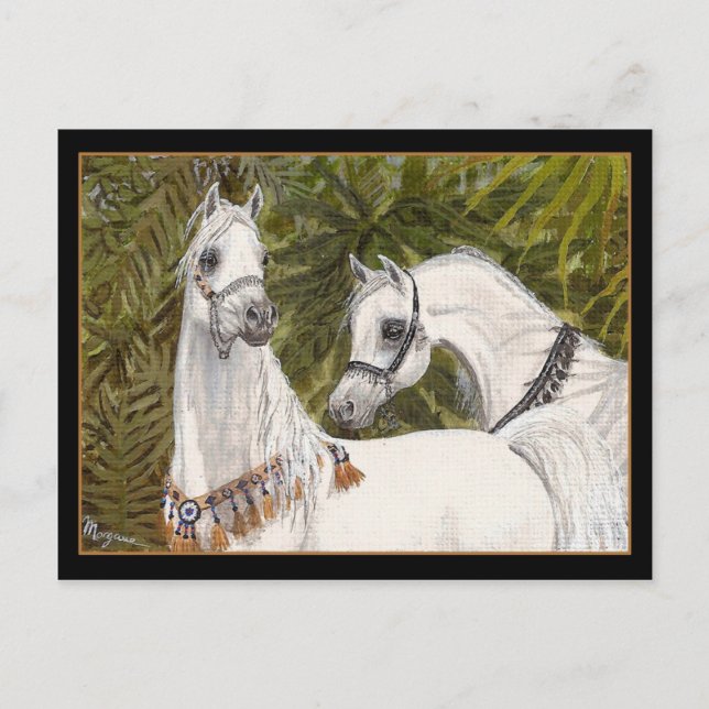 Palm Grove Arabian horse postcard (Front)