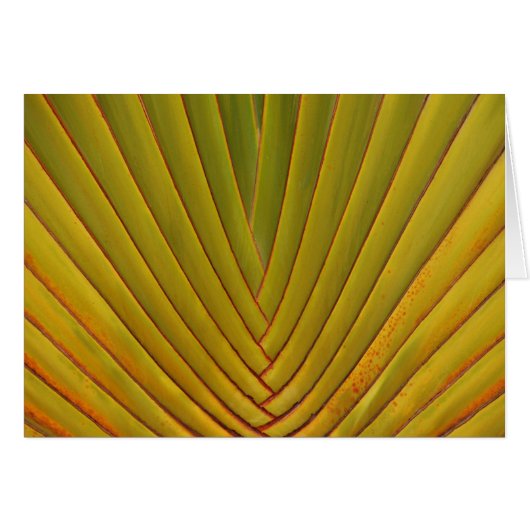 Palm Leaf (Front Horizontal)