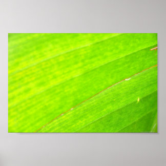 PALM LEAF 1618 LIGHT NEON GREEN NATURE VEGETATION POSTER