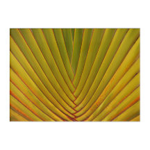 Palm Leaf