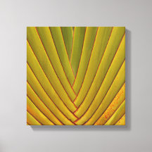 Palm Leaf