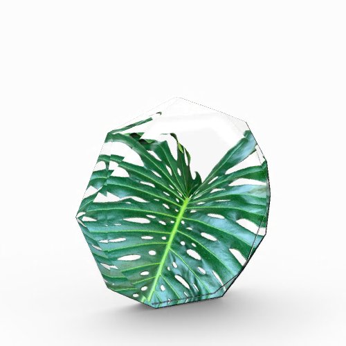 Palm Leaf tropical foliage jungle rainforest  Acrylic Award