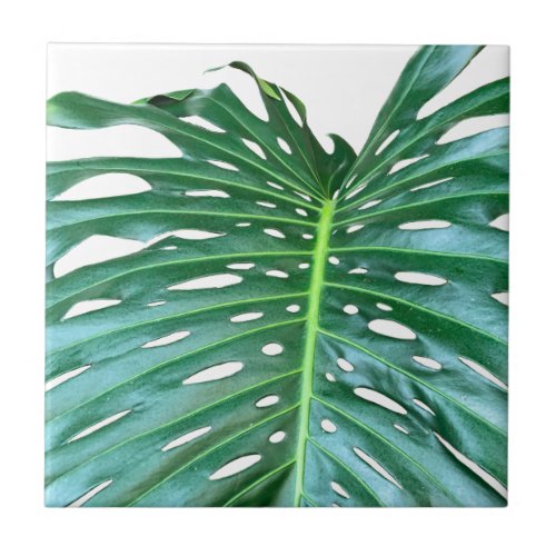 Palm Leaf tropical foliage jungle rainforest  Ceramic Tile