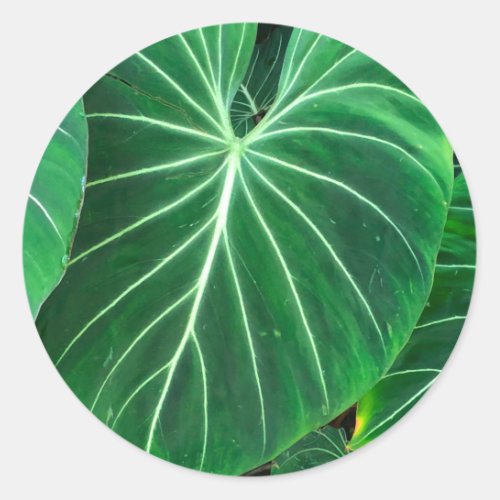 Palm Leaf tropical foliage jungle rainforest  Classic Round Sticker