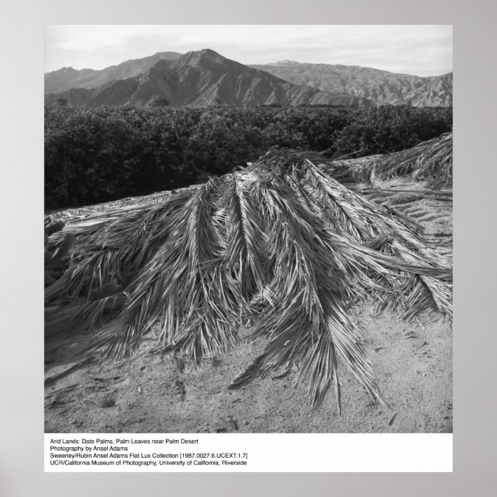 Palm Leaves near Palm Desert by Ansel Adams Posters