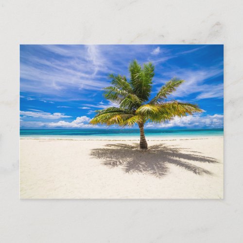 Palm on White Sand Beach Postcard