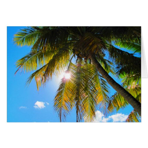 Palm Paradise Blue Sky Sunshine