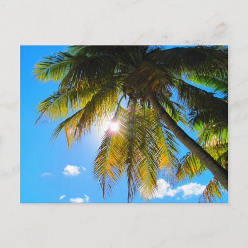 Palm Paradise Blue Sky Sunshine Postcard