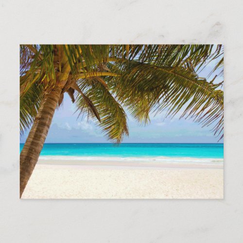 Palm Paradise Blue Sky Sunshine Postcard