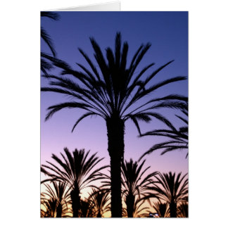 Palm Skies Cards