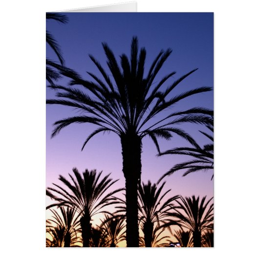 Palm Skies Cards (Front)