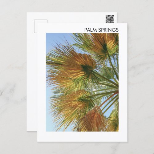 Palm Springs Palm Trees and Palm Fronds Postcard