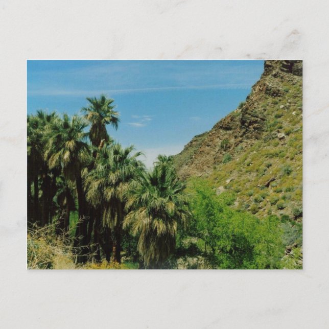 Palm Springs Scene Postcard (Front)