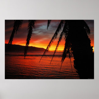 Palm Sunset Poster