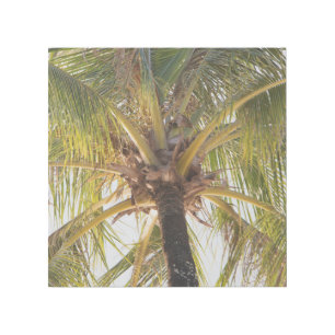 Palm Tree 12" x 12" Gallery Wrap